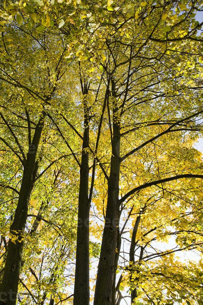 fogliame in autunno, vista dal basso foto