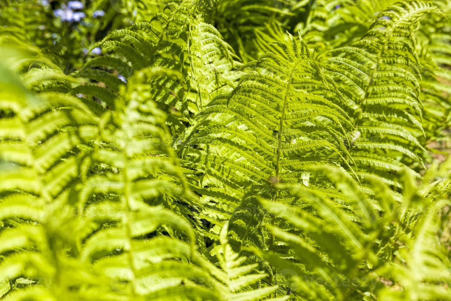 felce verde, luce solare foto