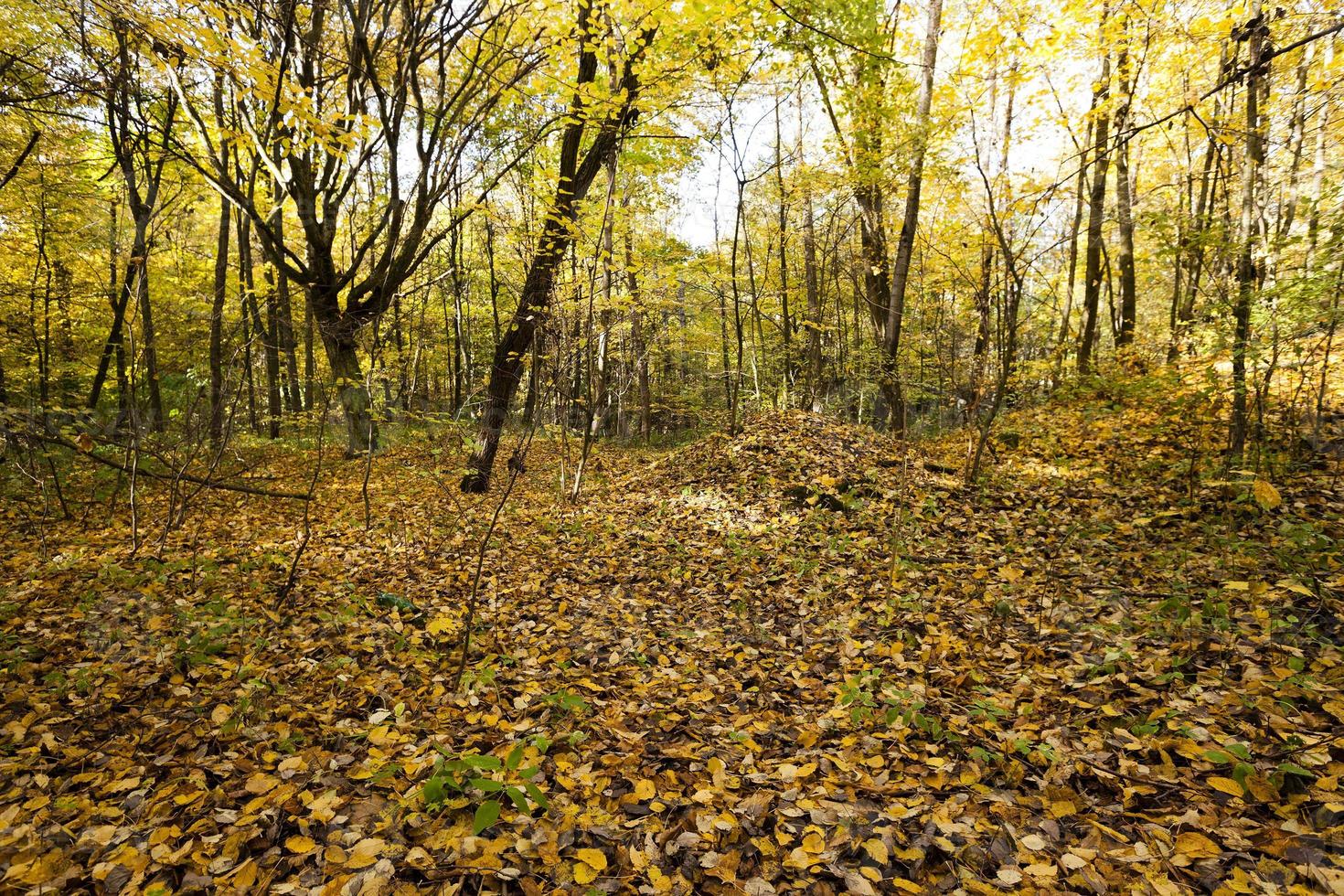 il bosco d'autunno foto