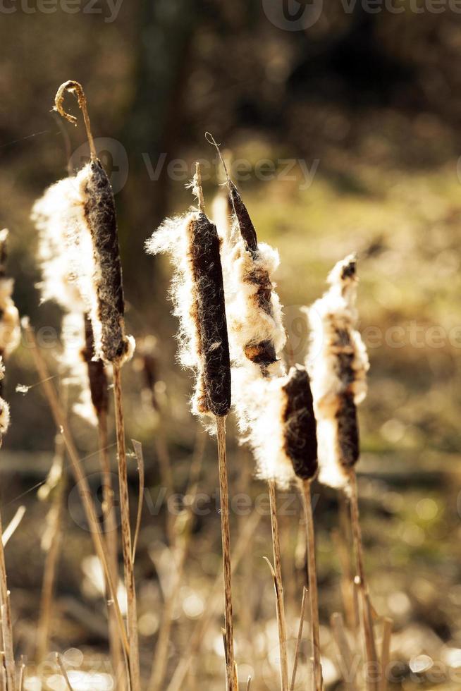 canne gialle primaverili foto