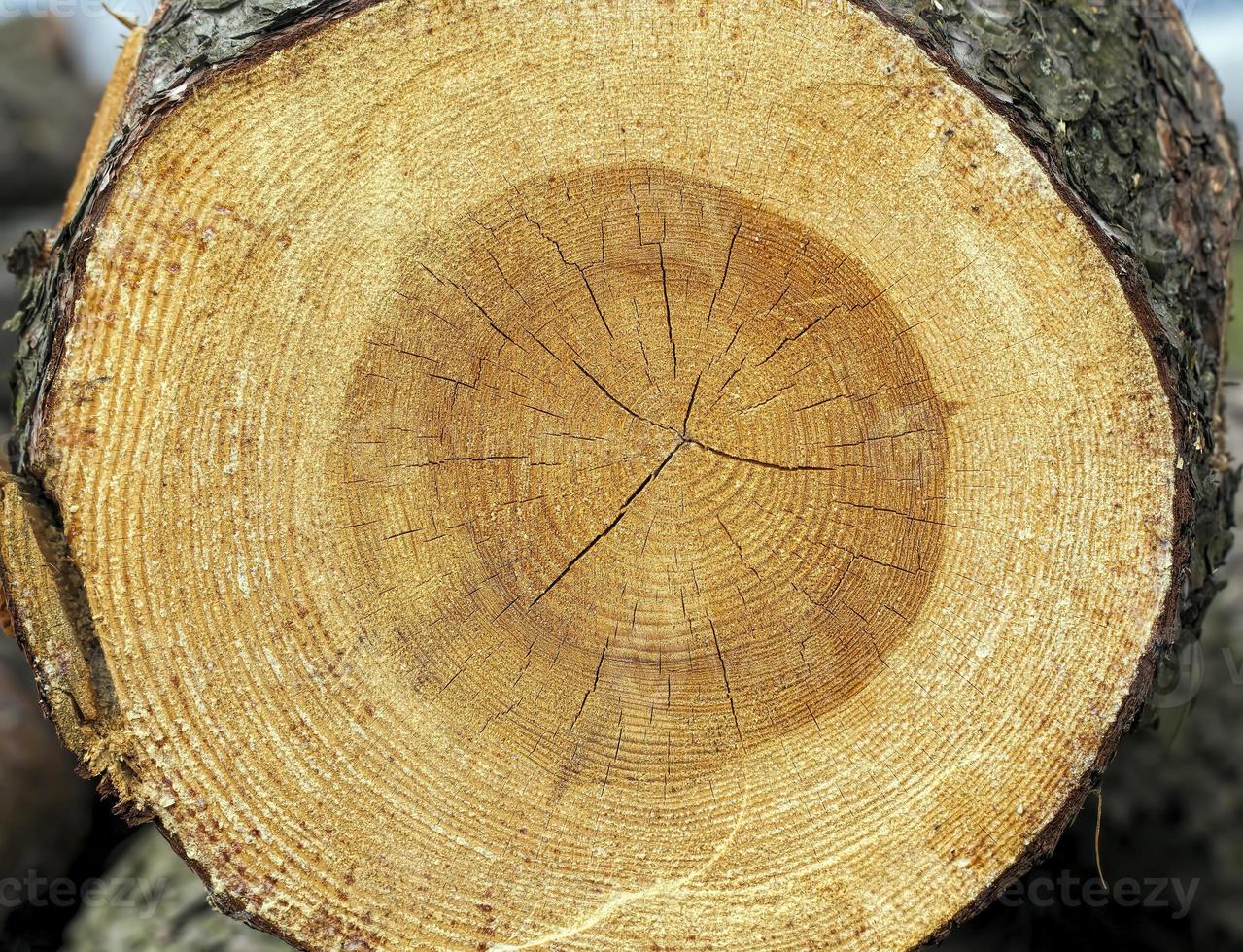 anelli annuali su un albero segato foto