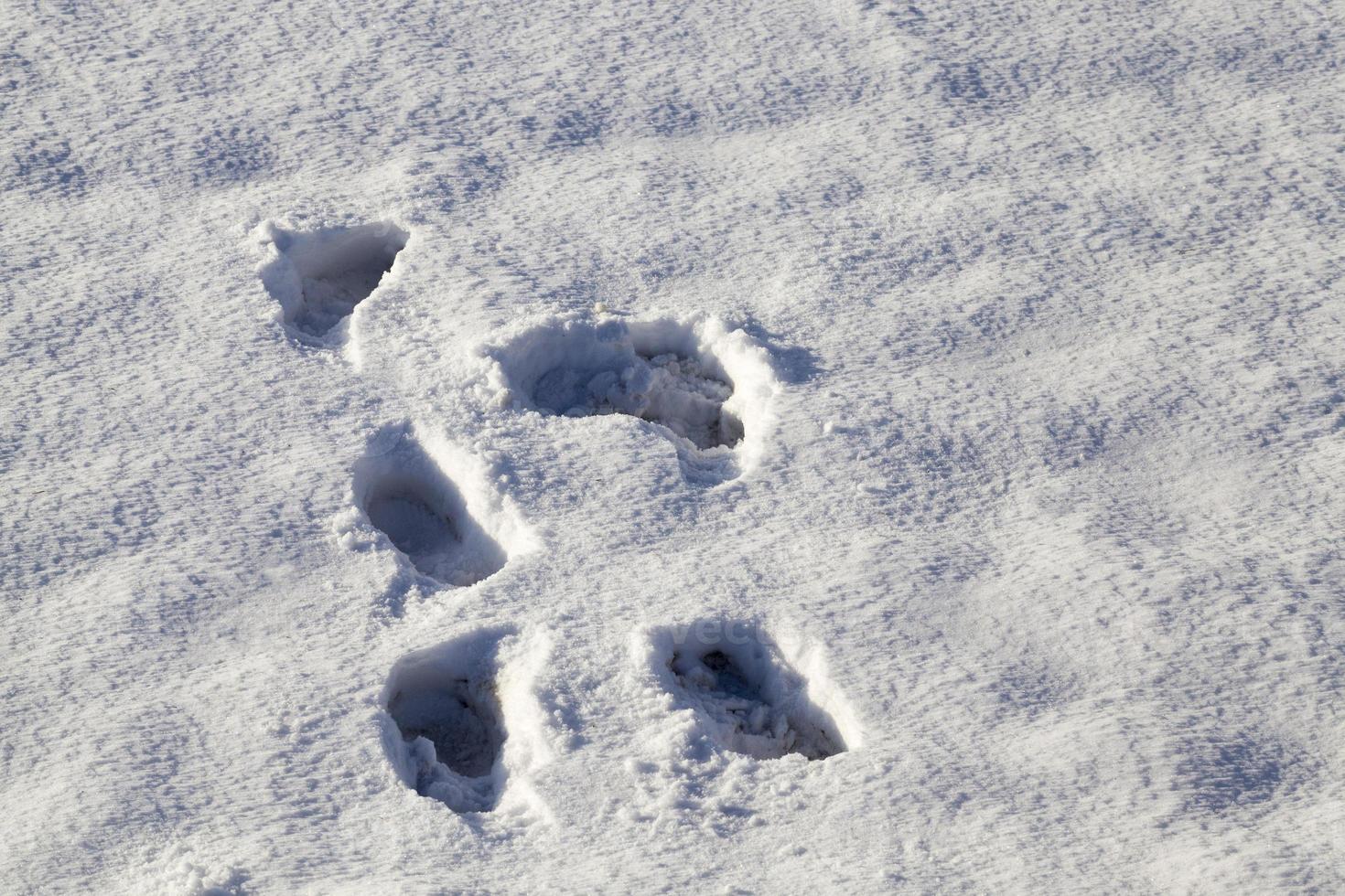 impronte umane nella neve foto