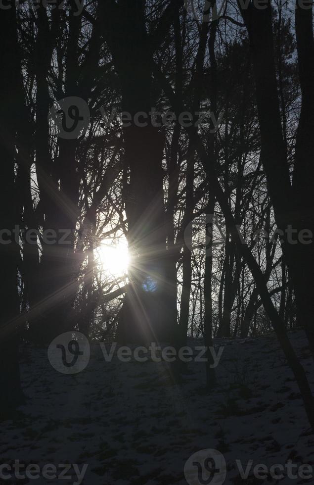 orario invernale, foresta foto