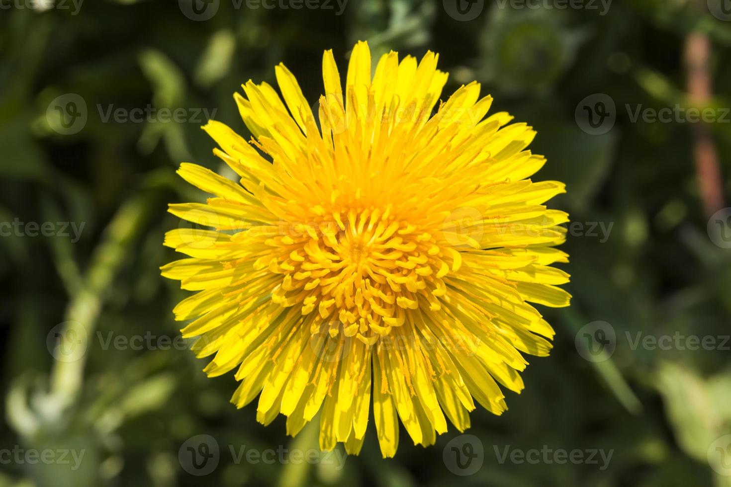 foto di denti di leone gialli