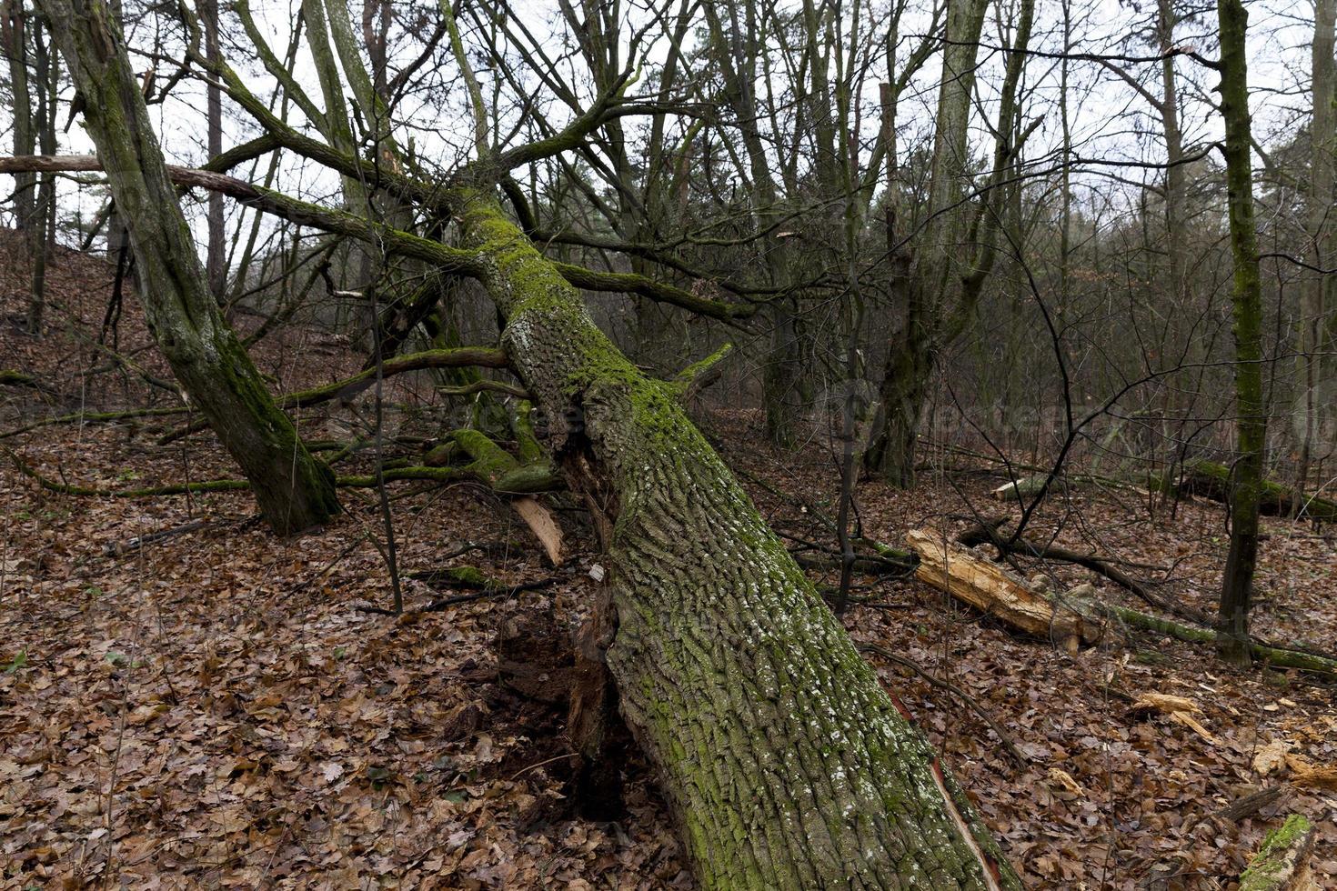 foresta di aceri in autunno foto