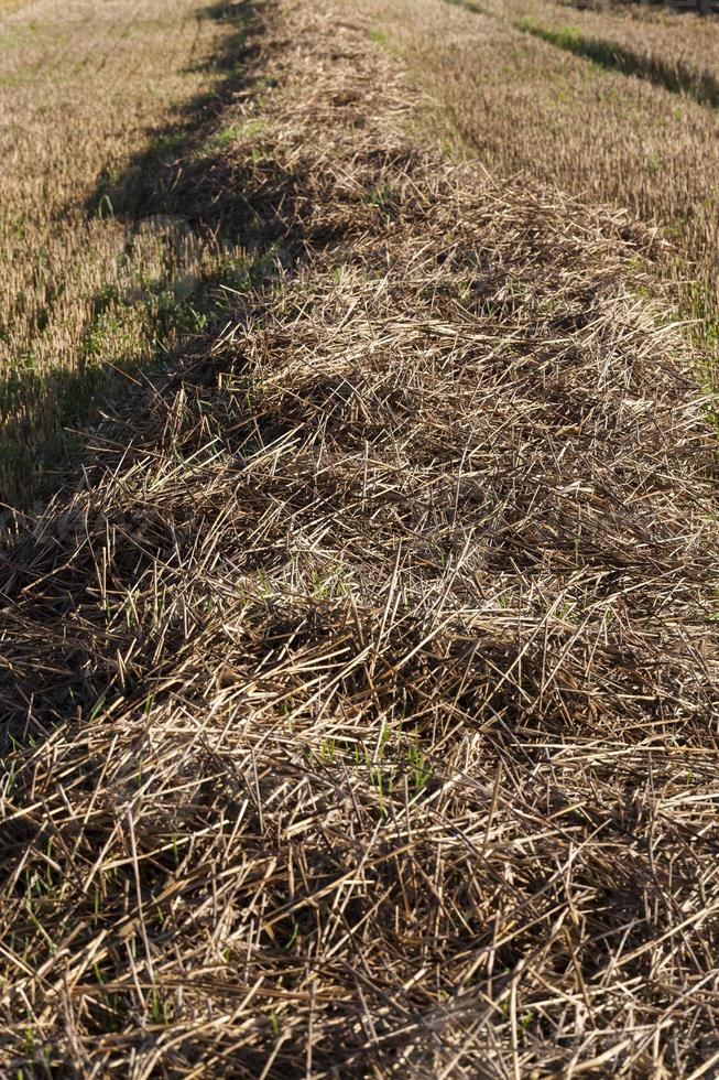 campo di paglia, primo piano foto