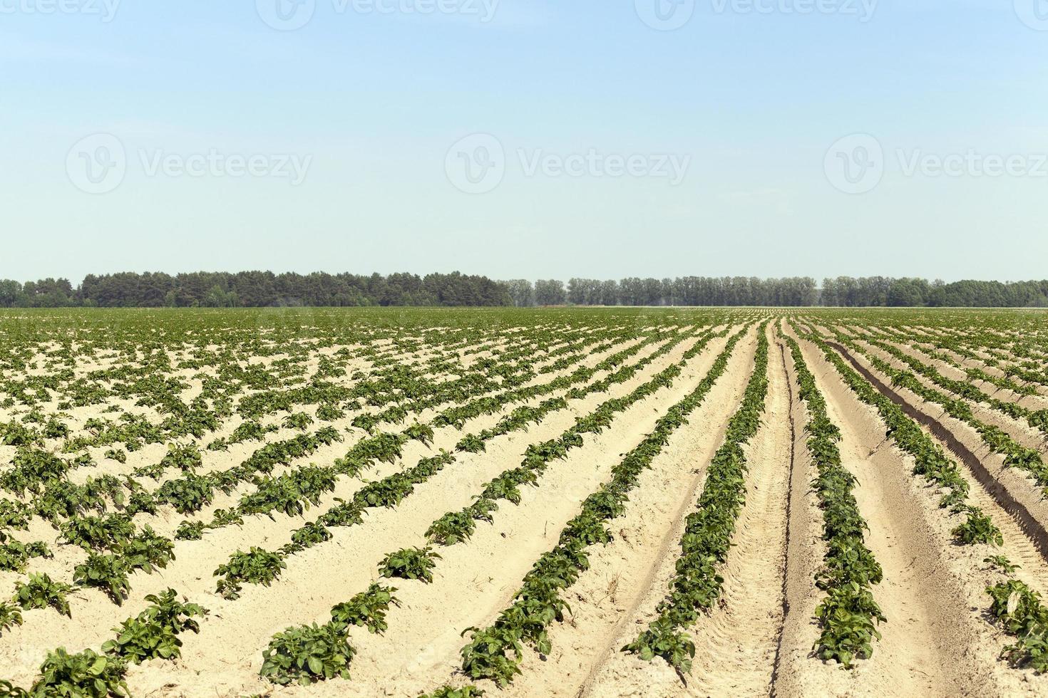 agricoltura, campo di patate foto