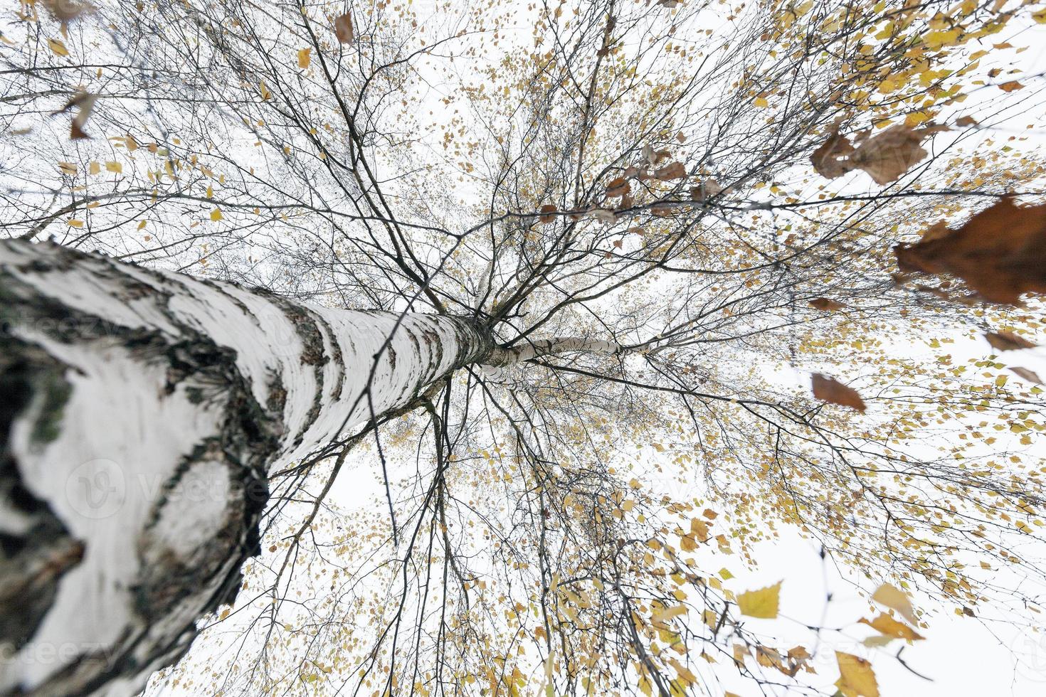 parco autunnale, nuvoloso foto