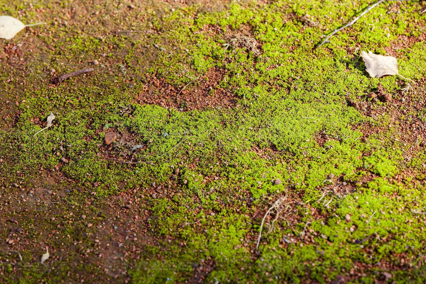 muschio verde, primo piano foto