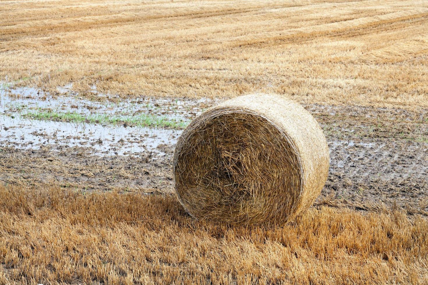 mucchio di paglia foto