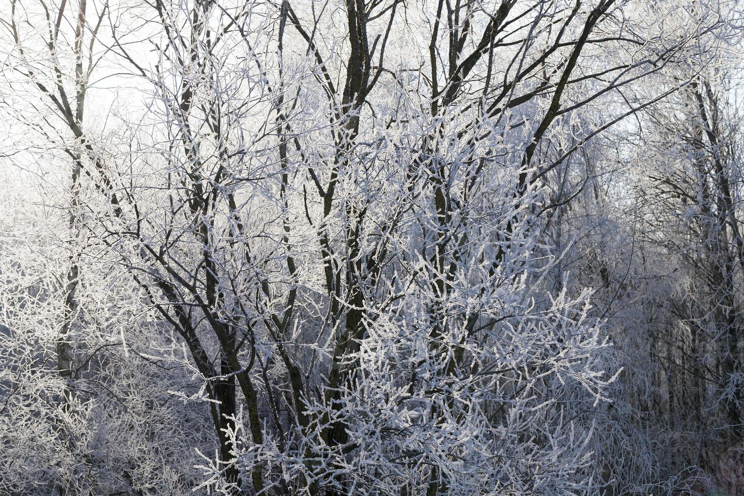 brina sui rami degli alberi foto