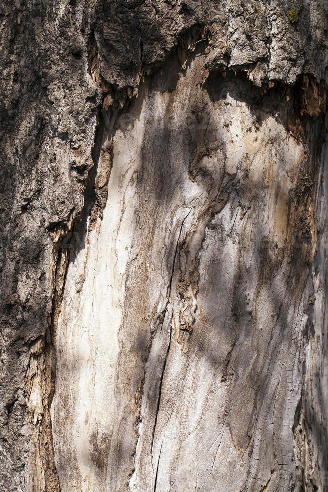 tronco d'albero in decomposizione foto