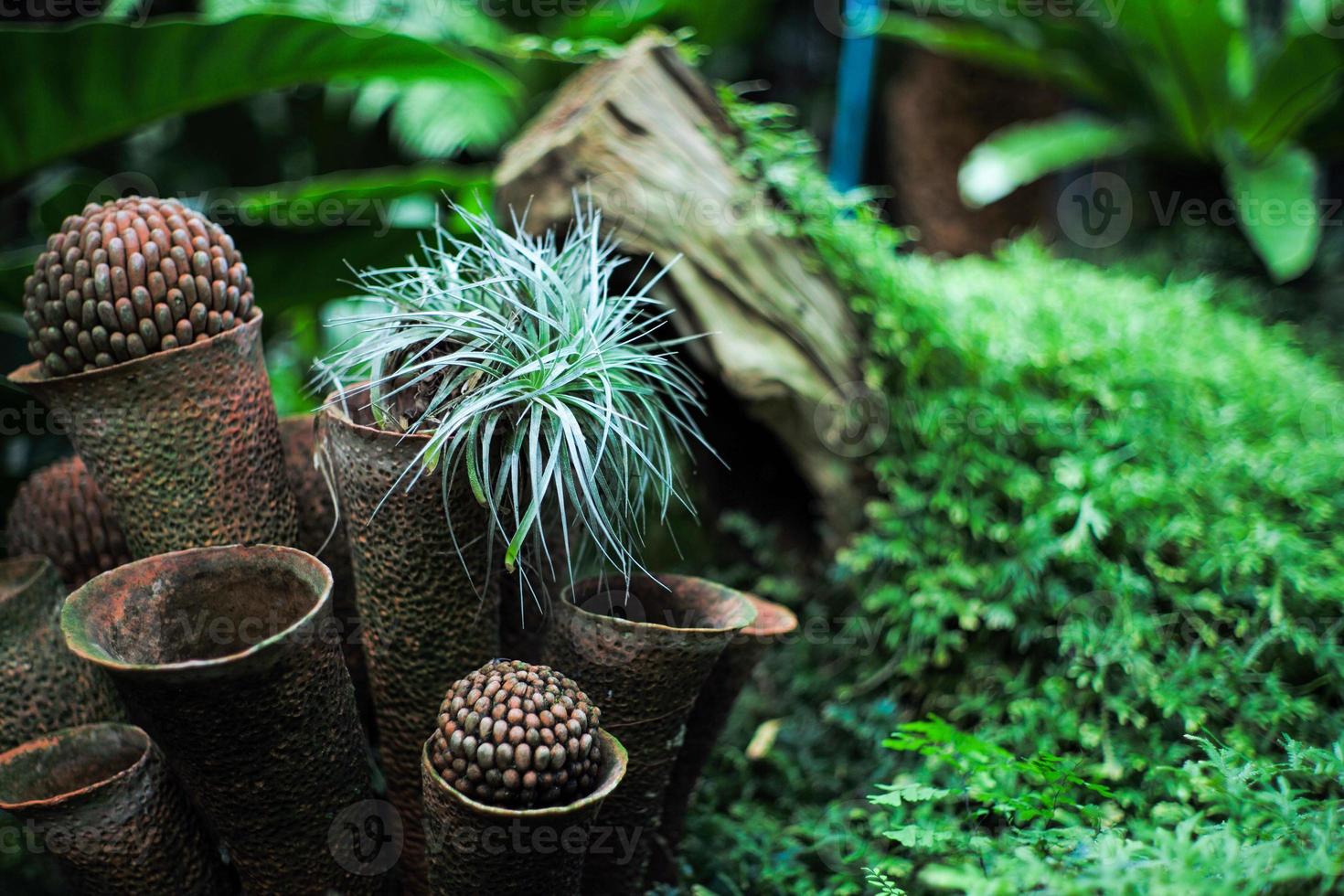 il fuoco selettivo sulla piccola pianta cresce nella ceramica di argilla con un giardino esterno sfocato sullo sfondo foto