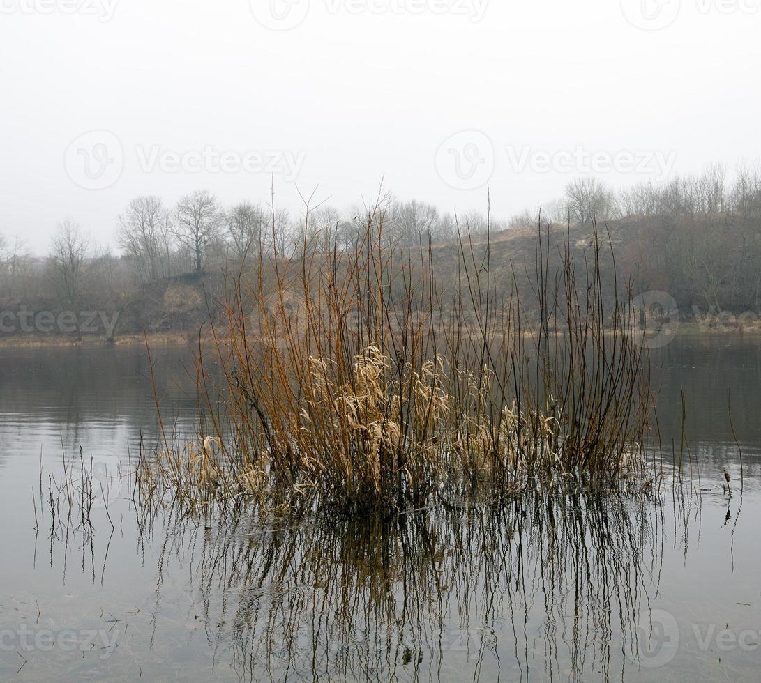 foresta in autunno foto