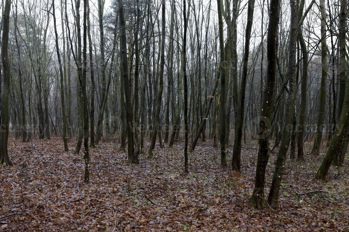 foresta in autunno foto