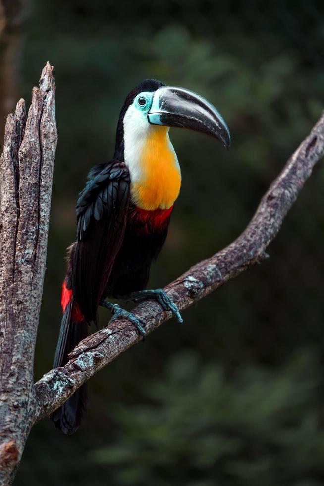 canale fatturato tucano foto