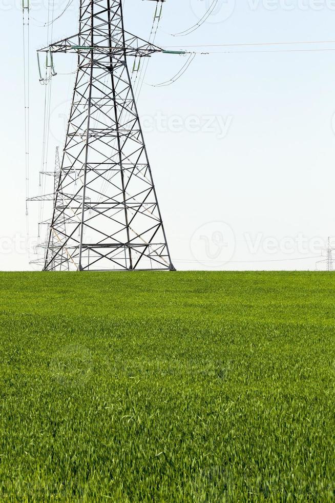 cereali verdi, campo foto