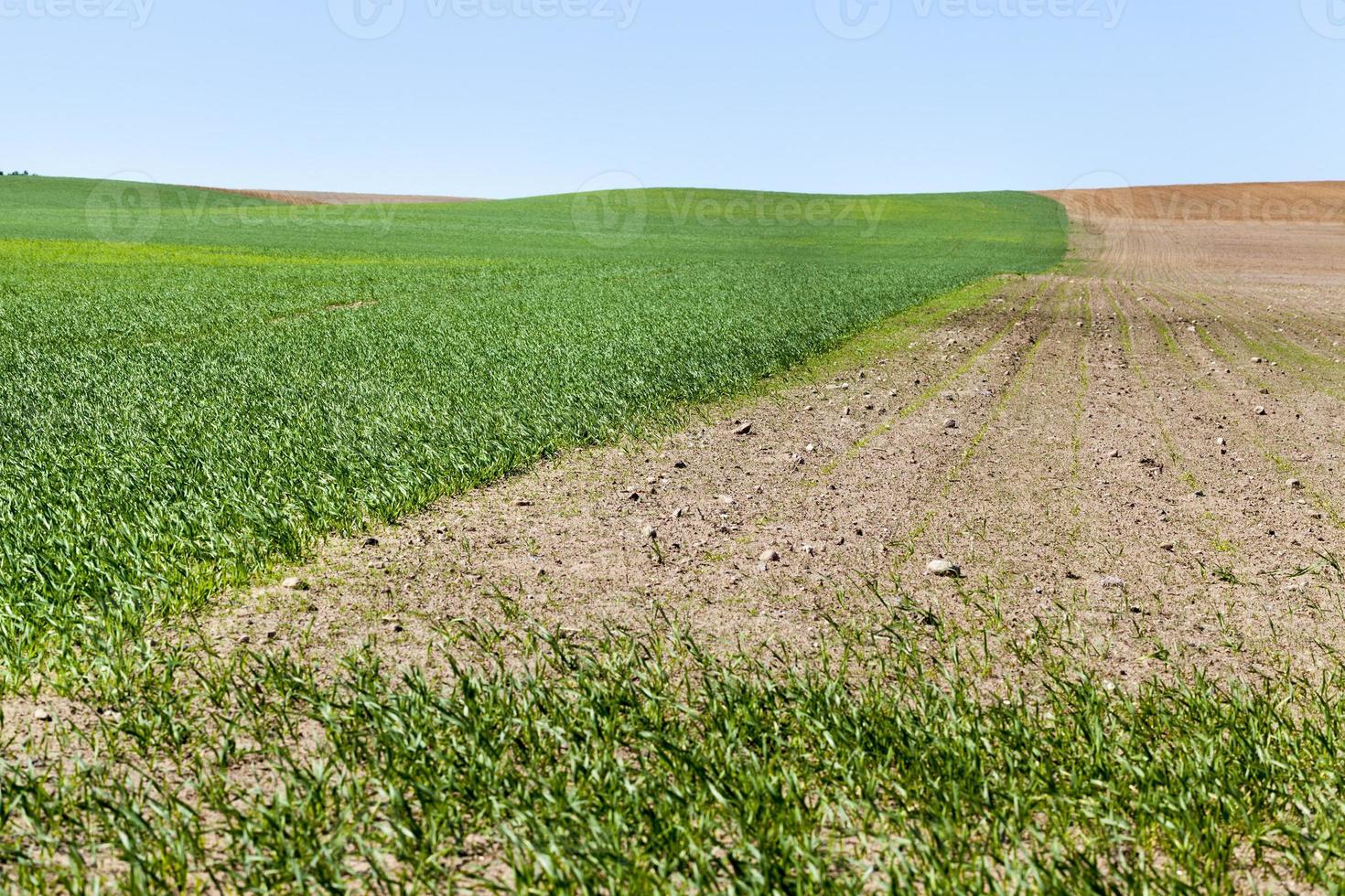 il campo agricolo foto