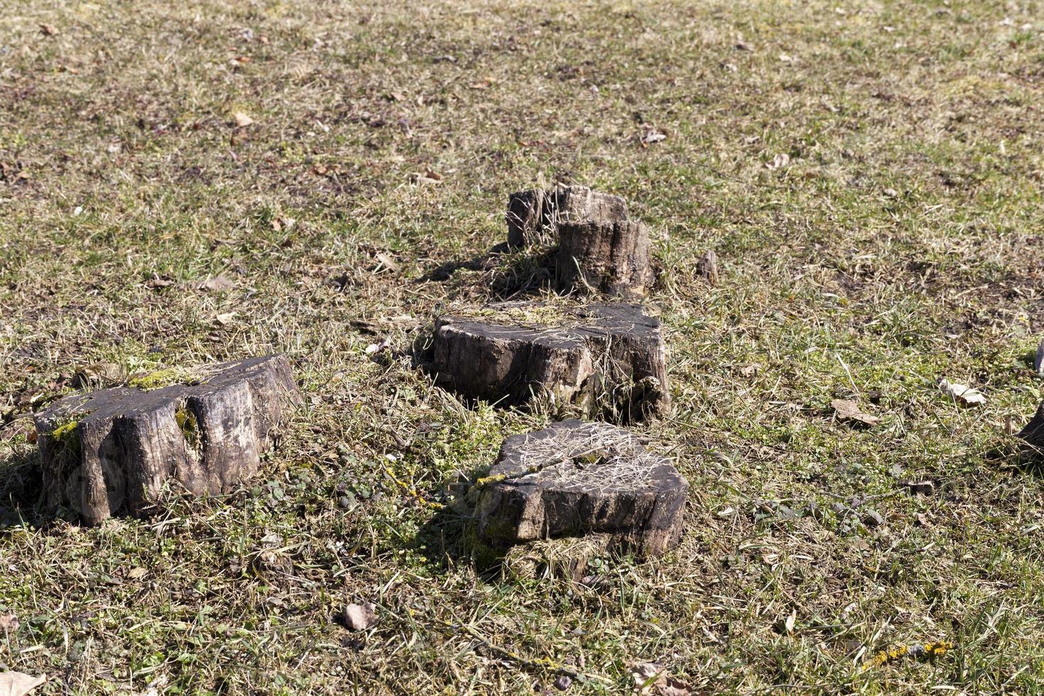 tronchi d'albero, primo piano foto