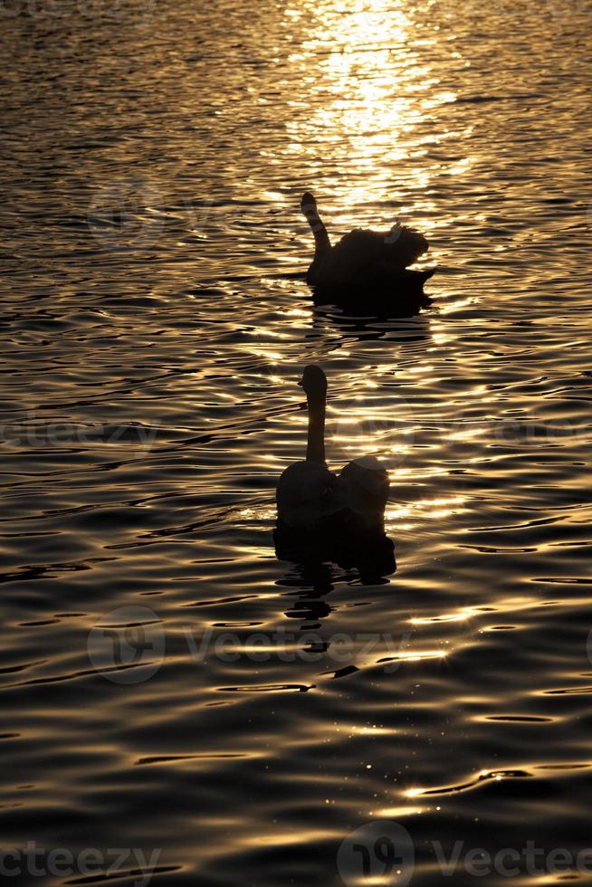 una coppia di cigni che nuotano al tramonto foto