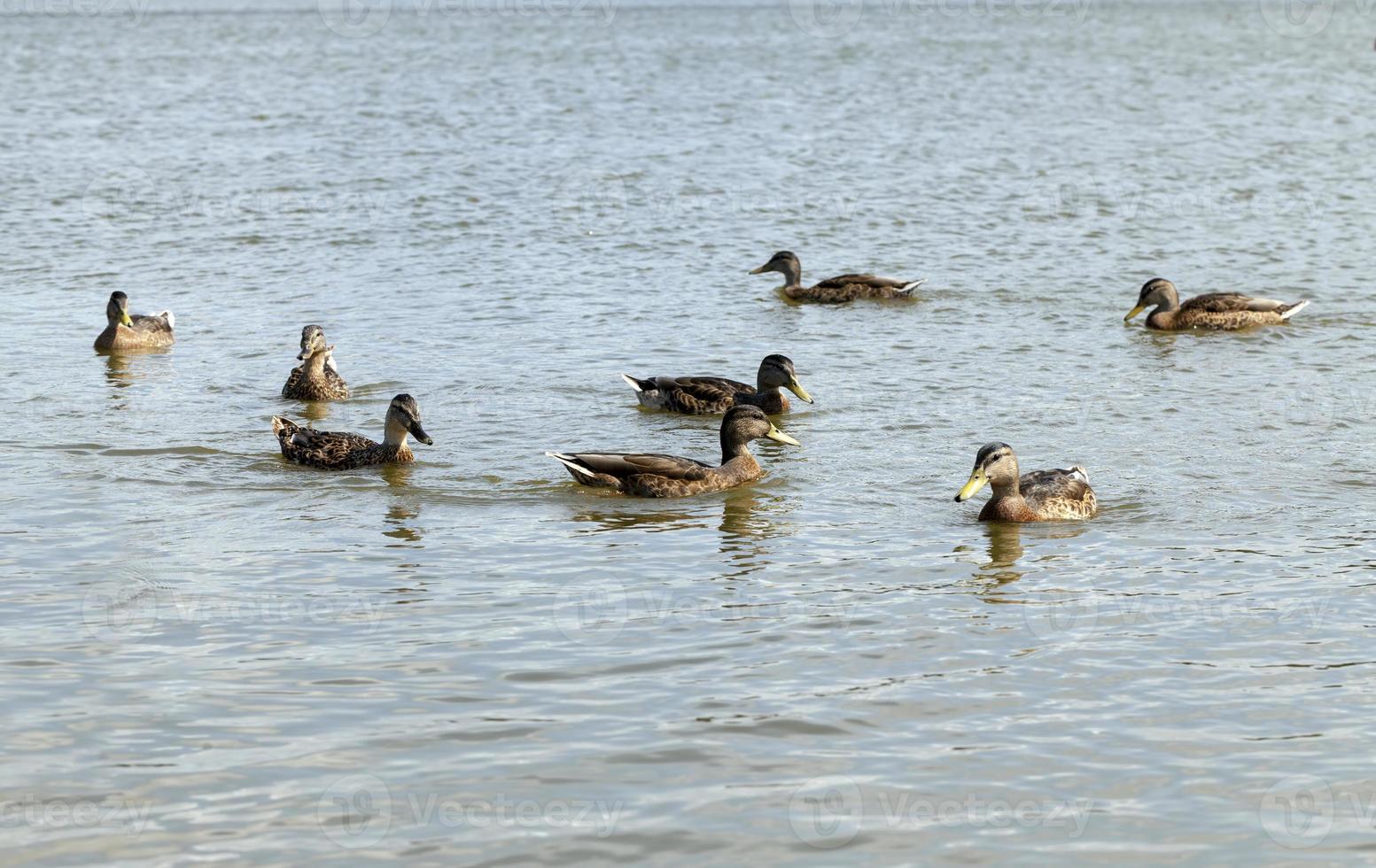 anatre selvatiche nell'ambiente naturale foto