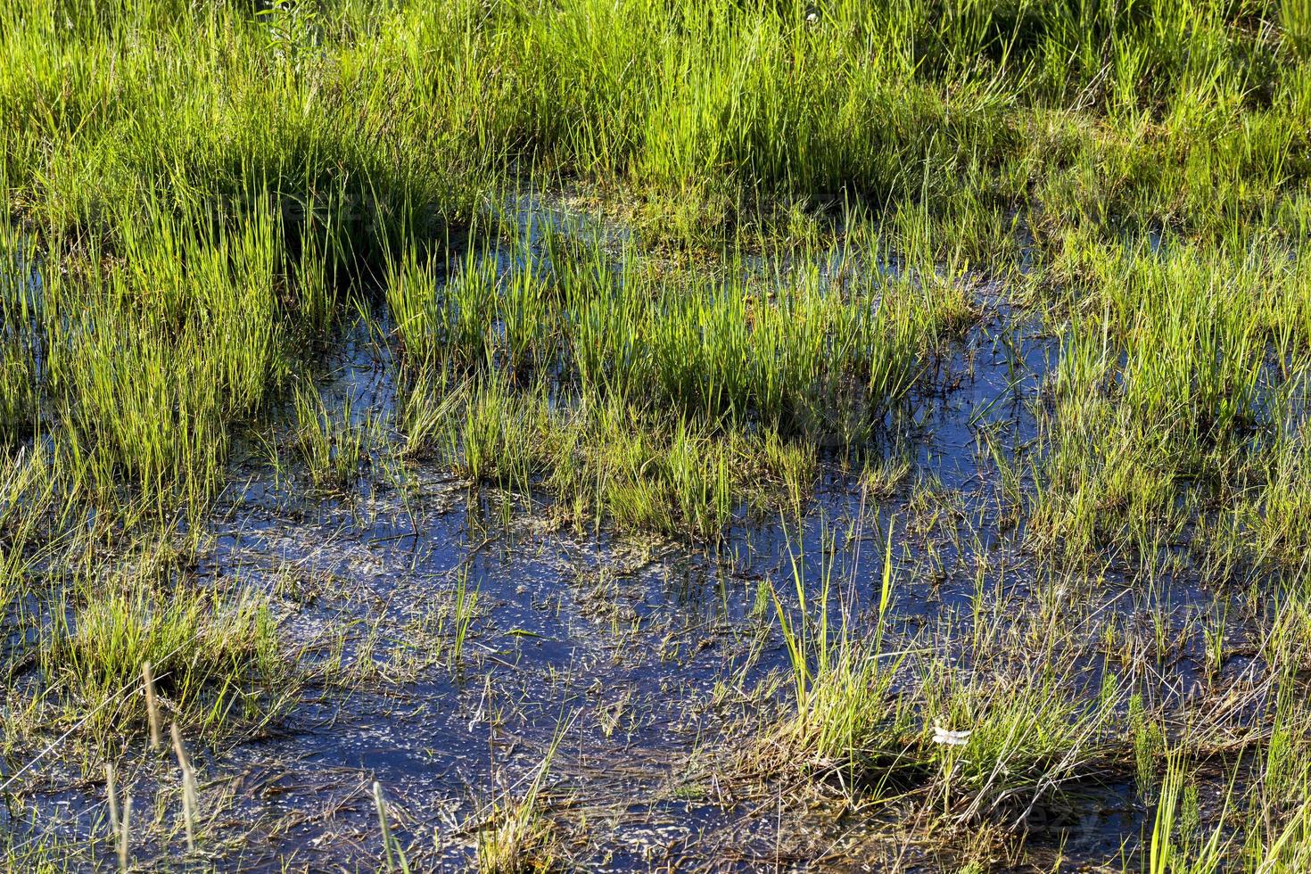 erba verde, primo piano foto