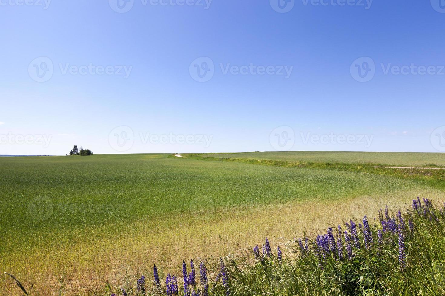 campo agricolo e cielo foto