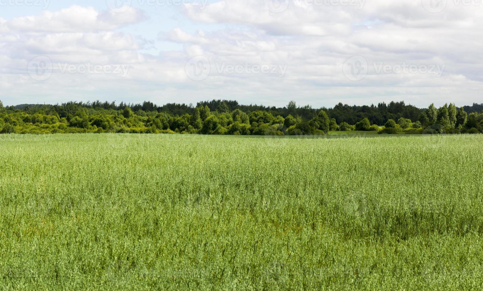 campo agricolo di avena foto