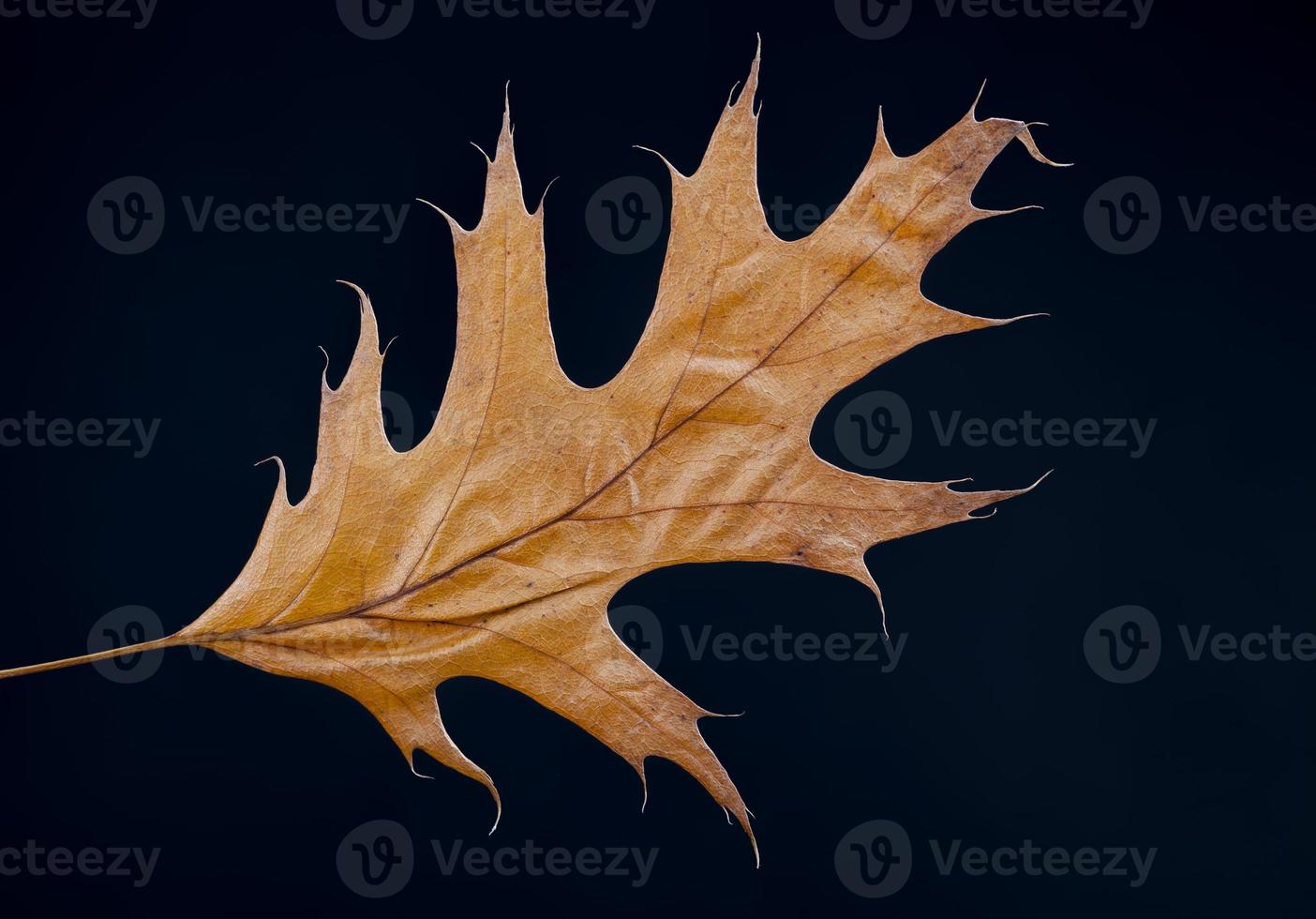 foglie secche degli alberi, accatastate insieme foto