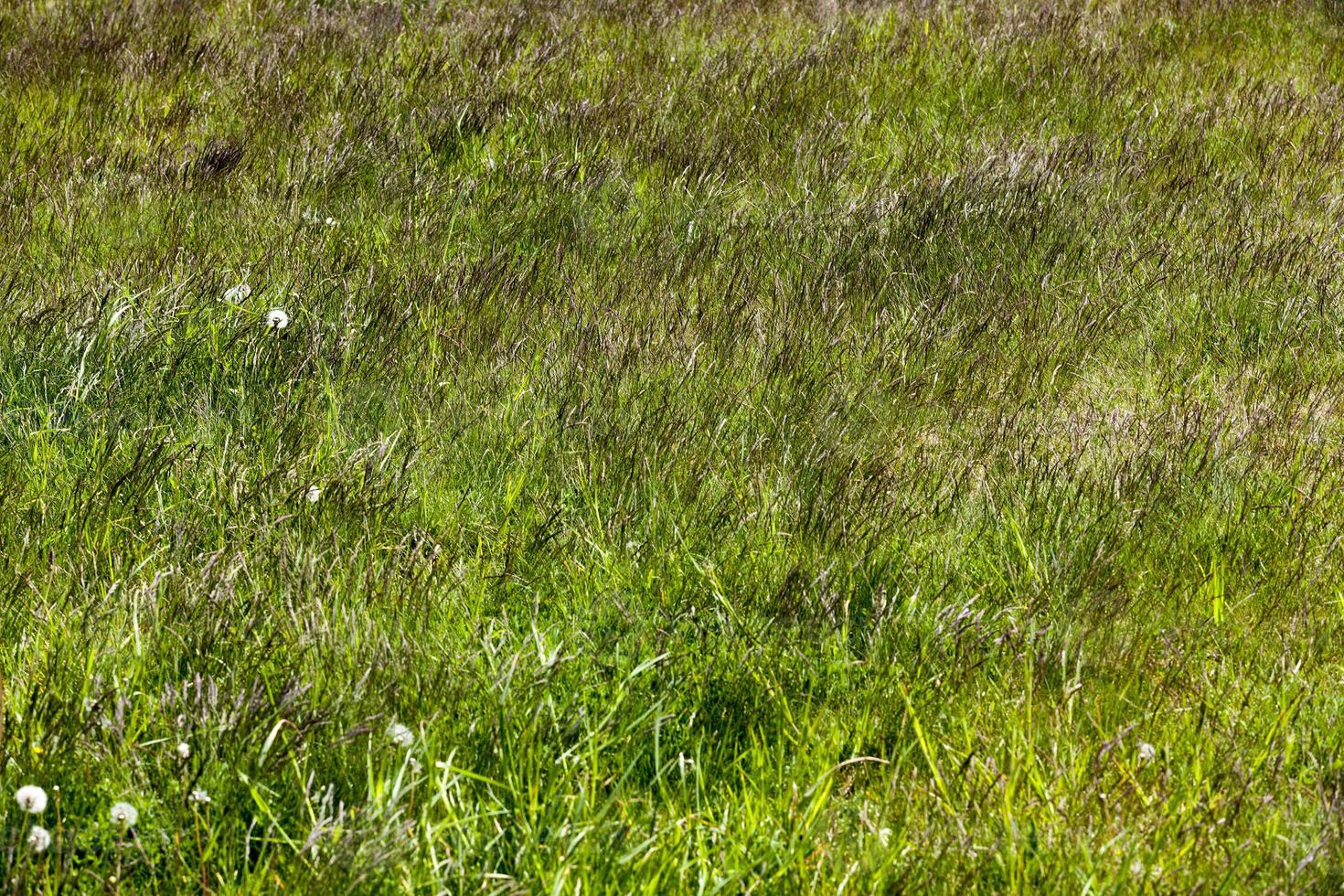 erba verde che cresce nel campo foto