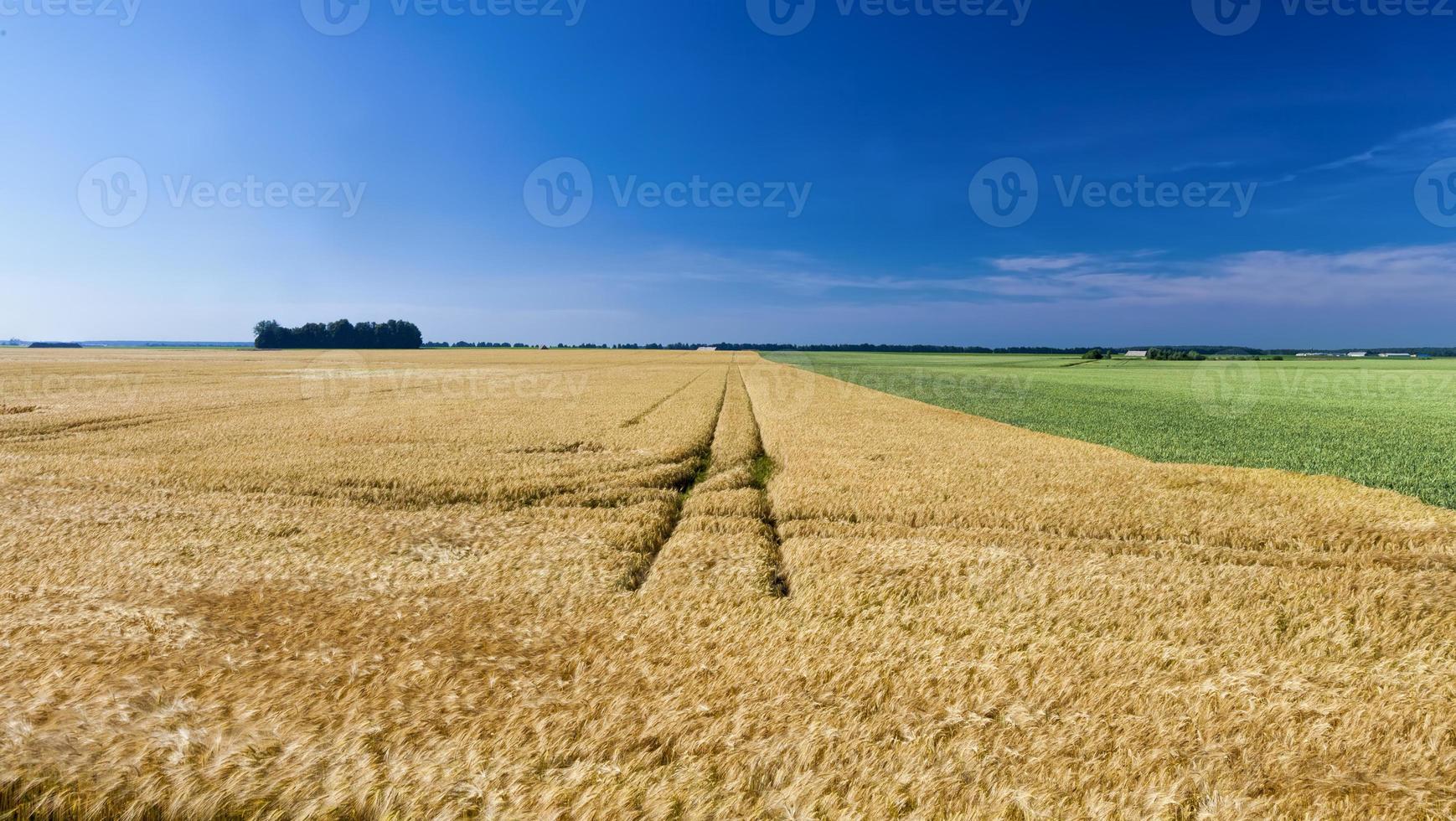 campi di grano verde e di segale gialla foto