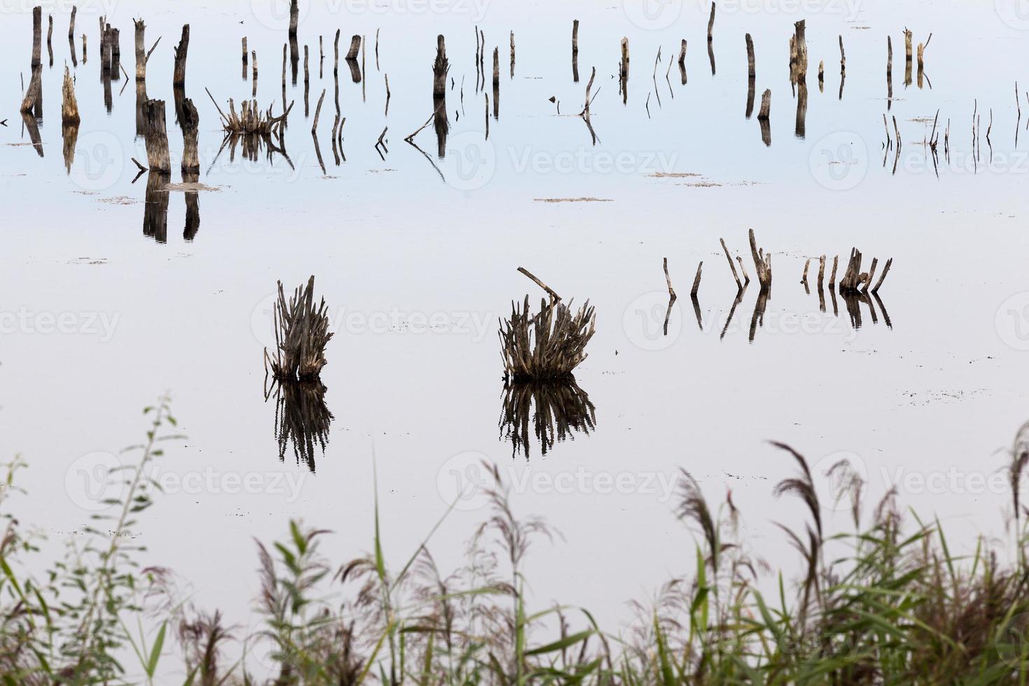 un lago con piante diverse foto