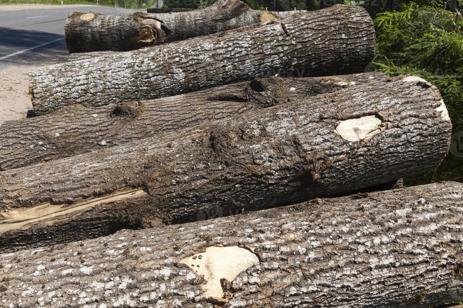 legno con corteccia e danni foto