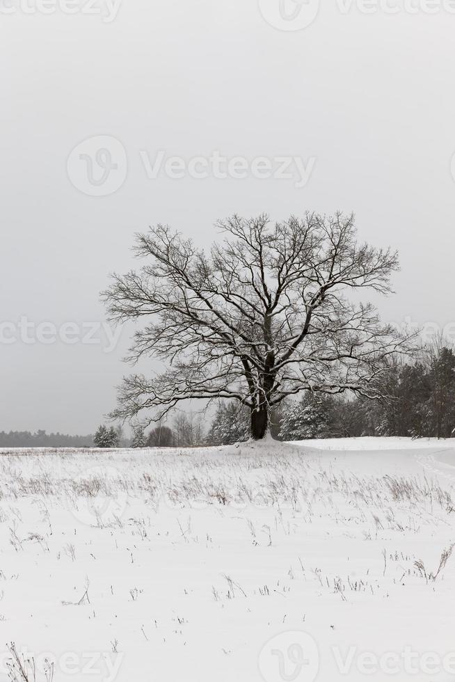 albero deciduo senza foglie in inverno, freddo gelido foto