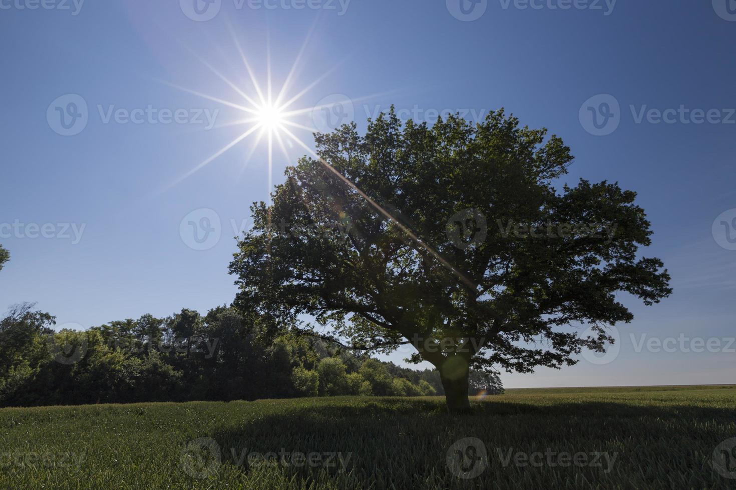 quercia con fogliame verde in un campo con grano verde foto