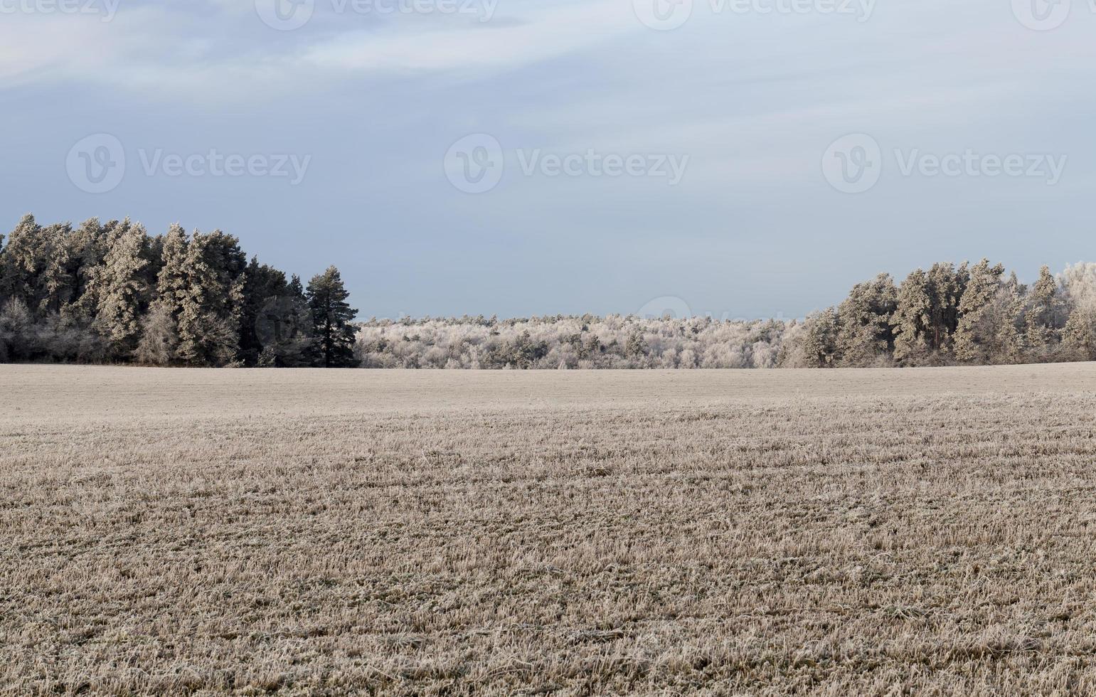 la neve copre il suolo e gli alberi, pianta in inverno foto