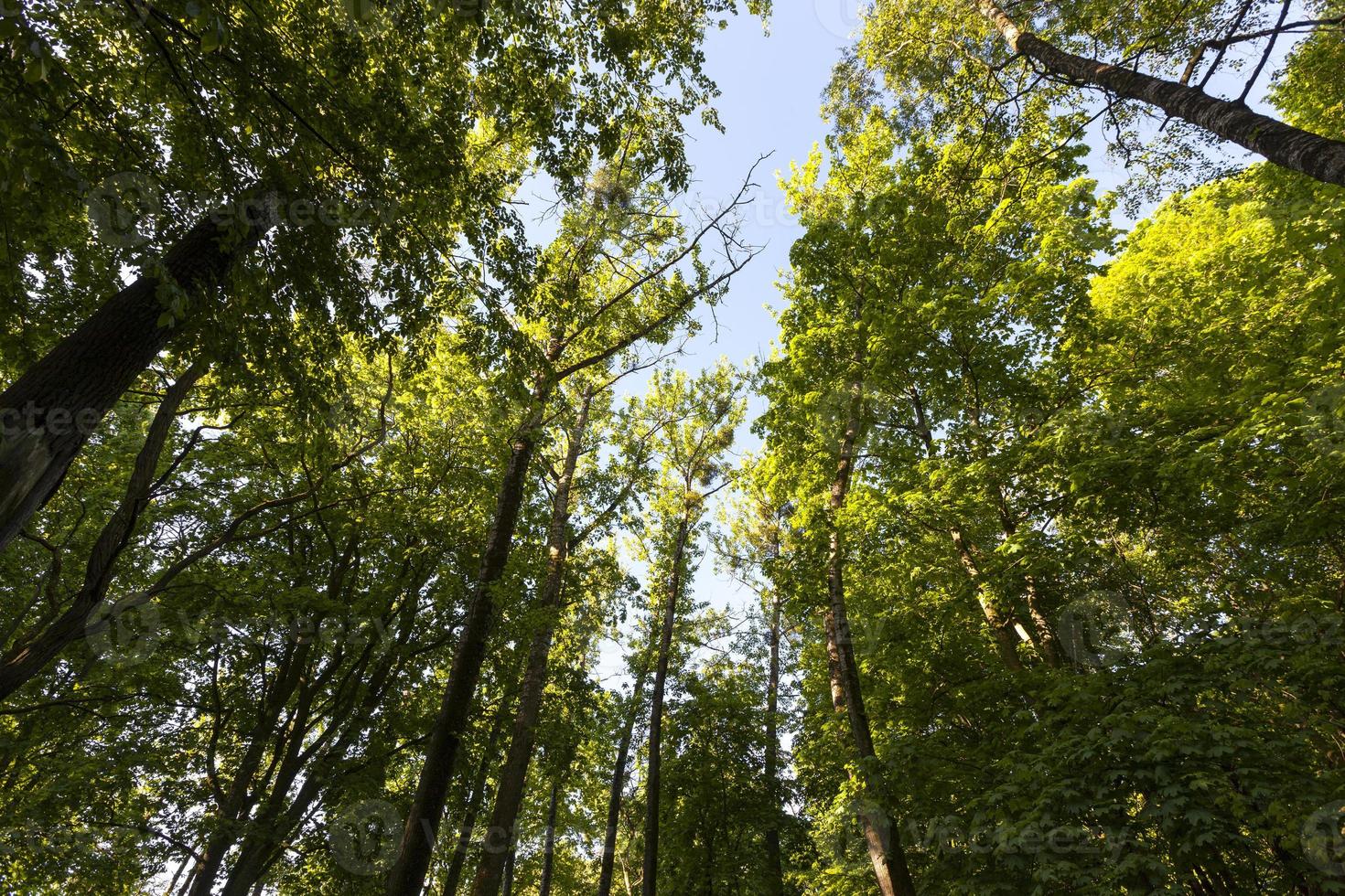 il fogliame degli alberi è illuminato dalla luce solare intensa foto