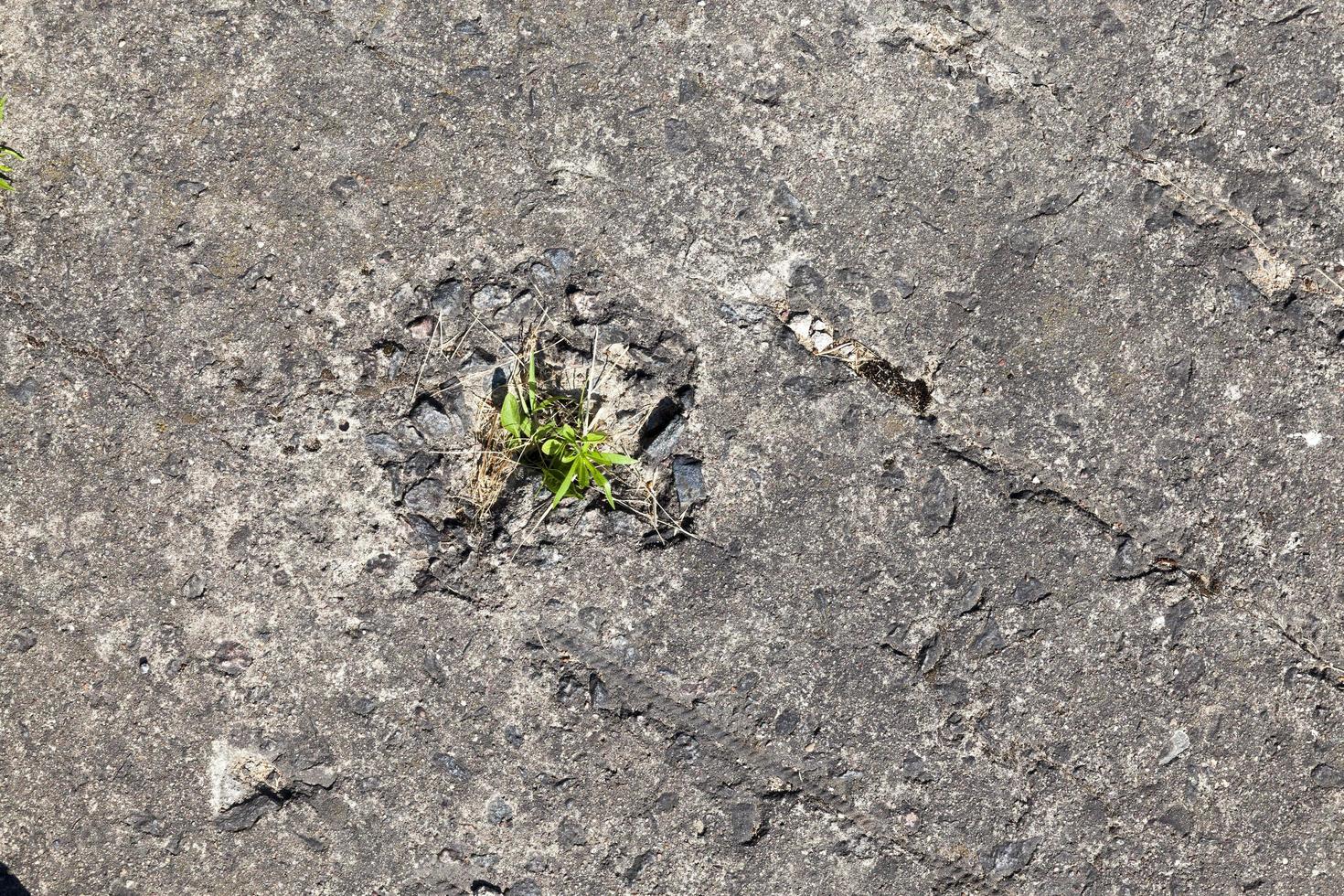 erba verde germogliata attraverso lastre di cemento armato foto