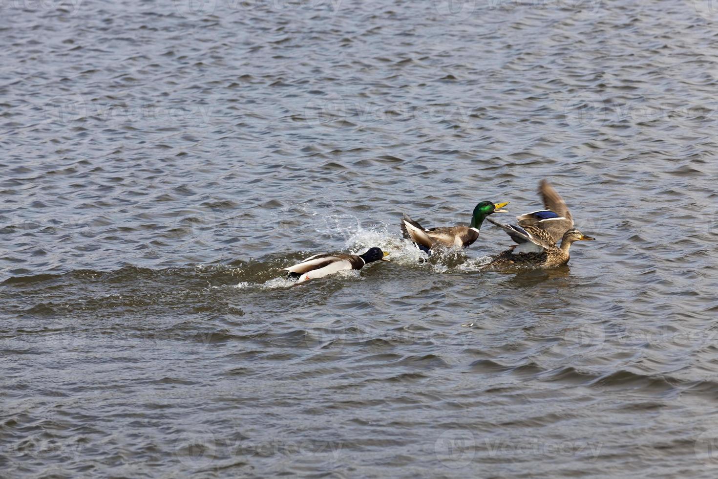 bellissime anatre di uccelli acquatici in primavera o in estate foto