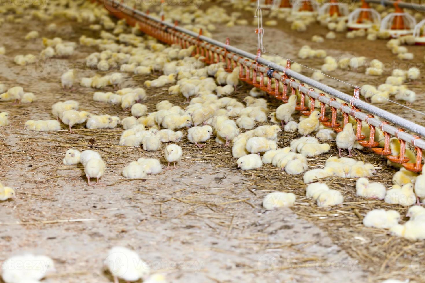 pulcini di pollo a base di carne bianca in un allevamento di pollame foto