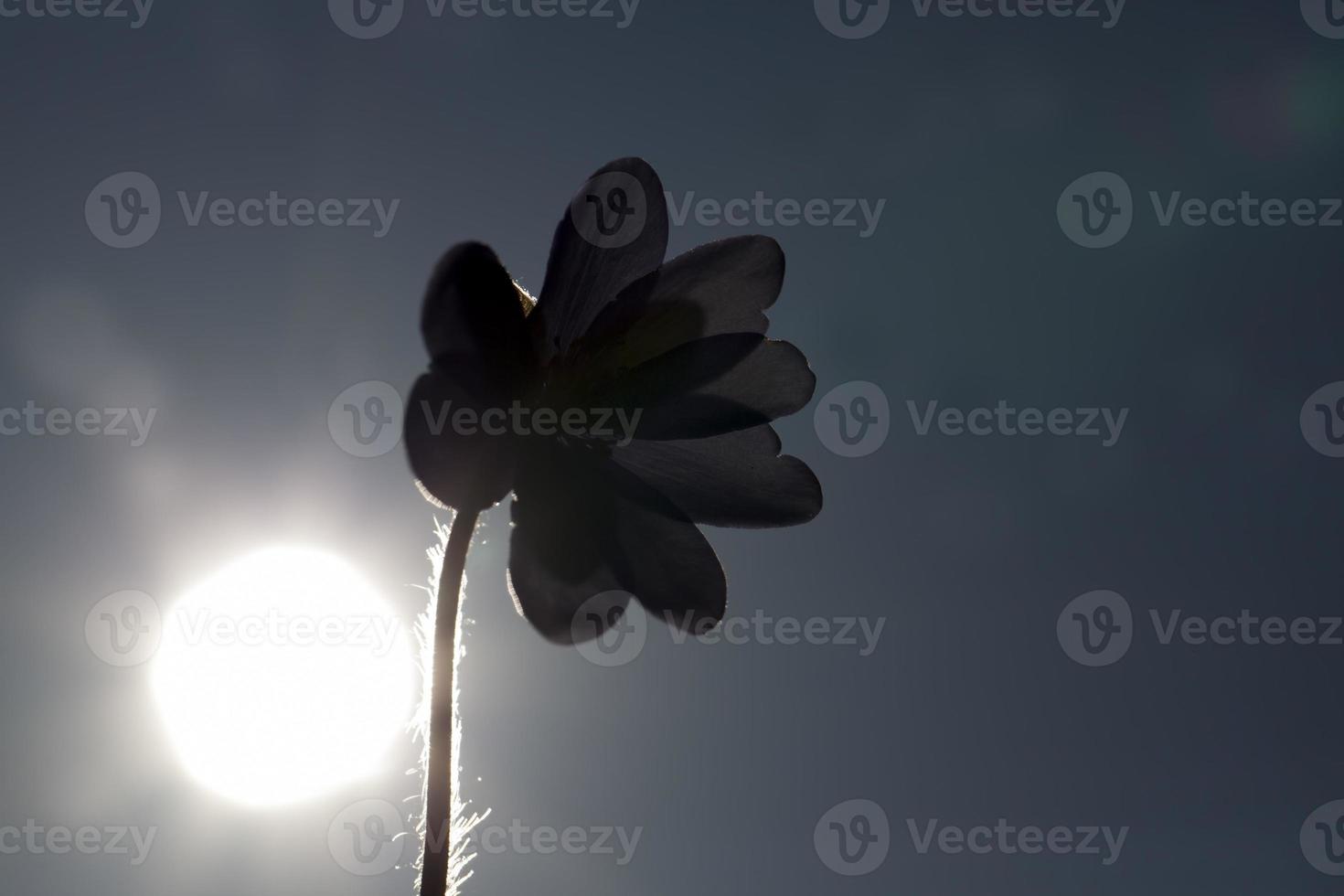 i primi fiori blu della foresta in primavera foto