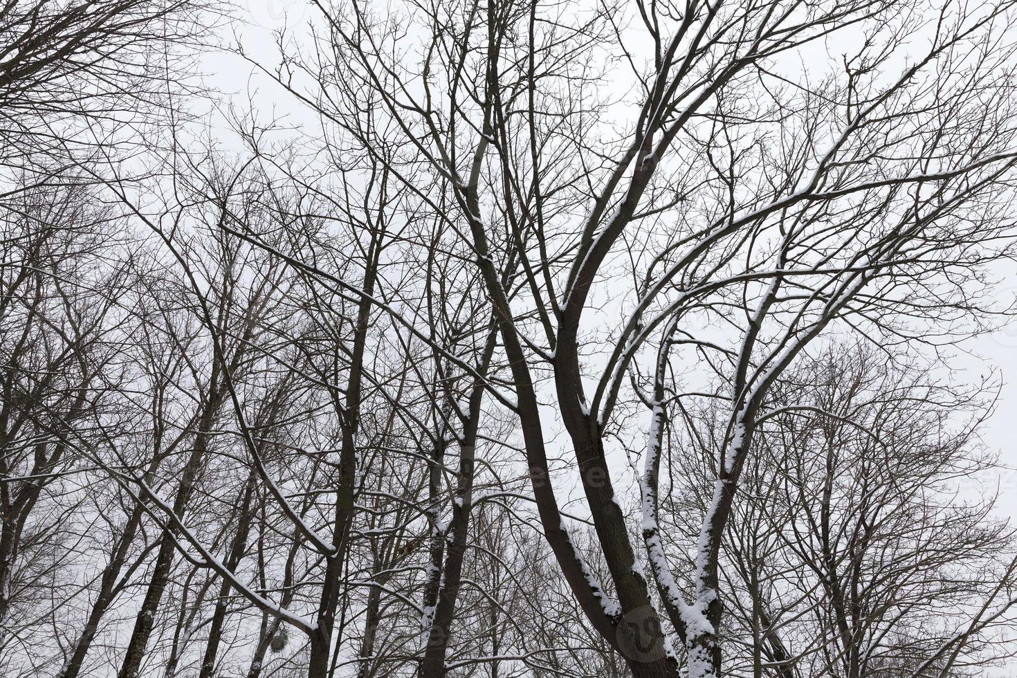 spogli alberi a foglie caduche foto