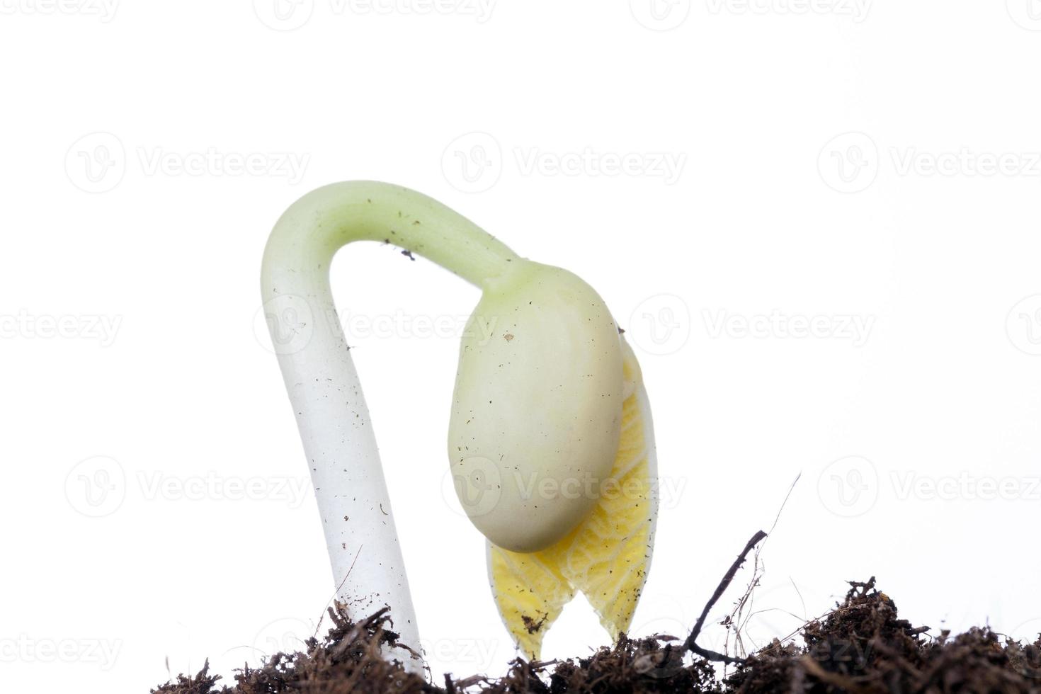 un giovane fagiolo verde foto