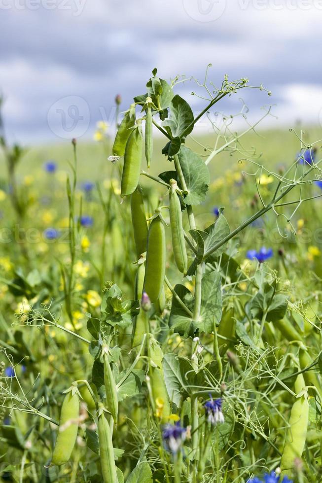 campo di piselli foto