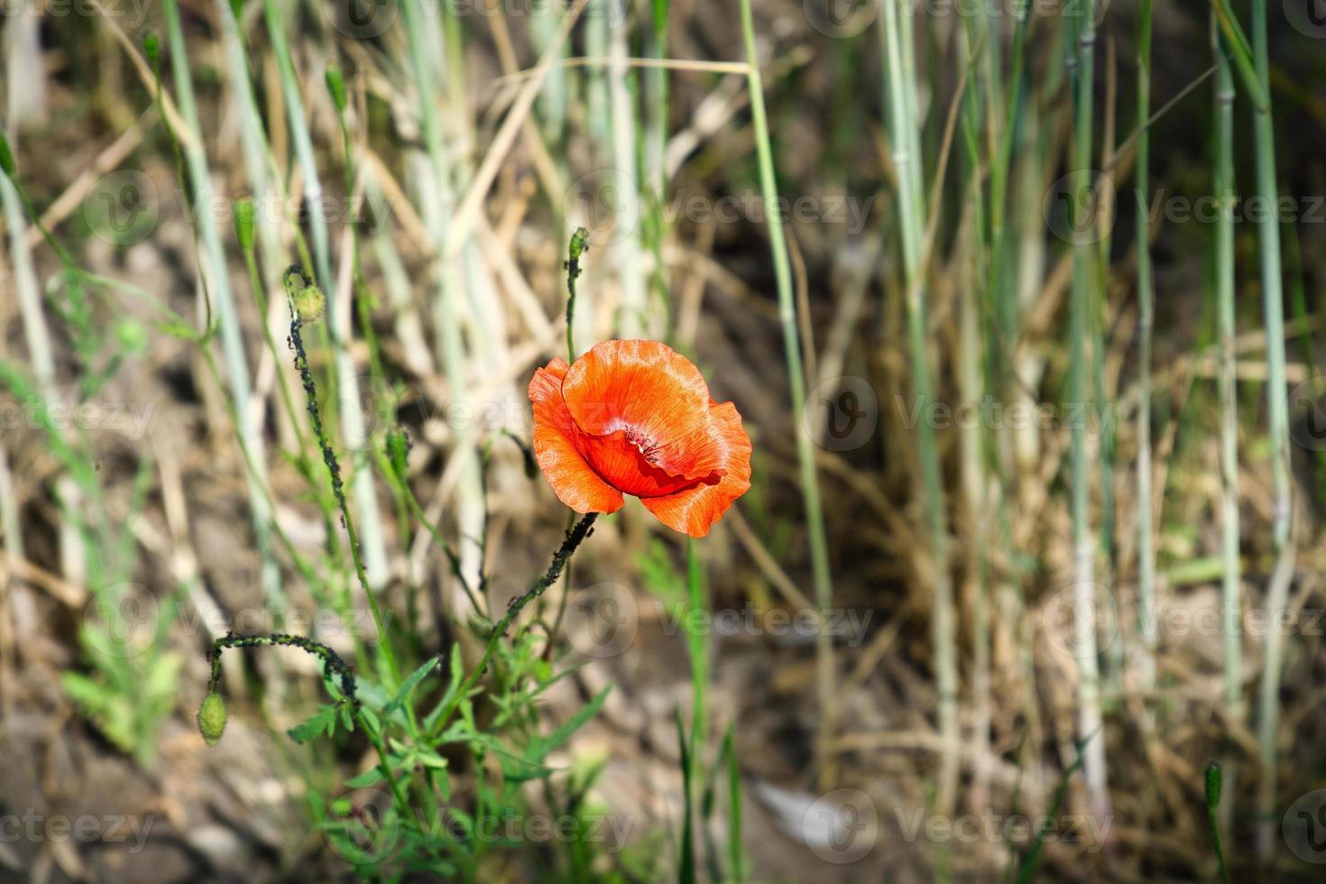 papaveri pettegolezzi in un prato estivo. macchie di colore in rosso. i delicati petali isolati. foto