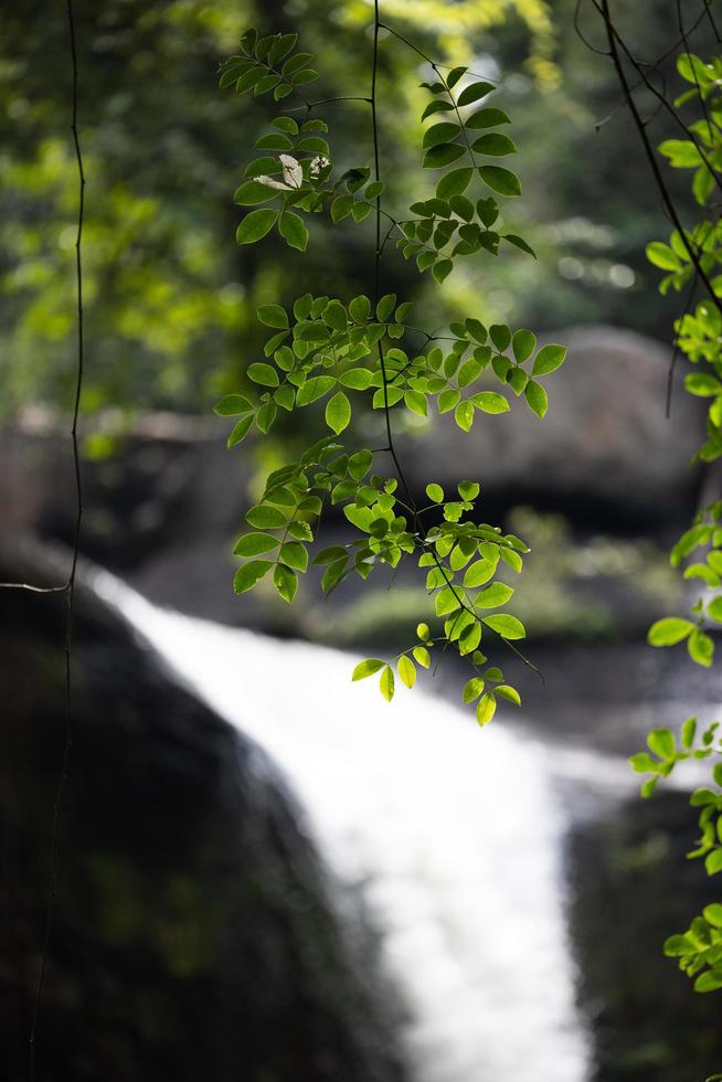 una cascata naturale in una grande foresta in mezzo a una natura meravigliosa. foto