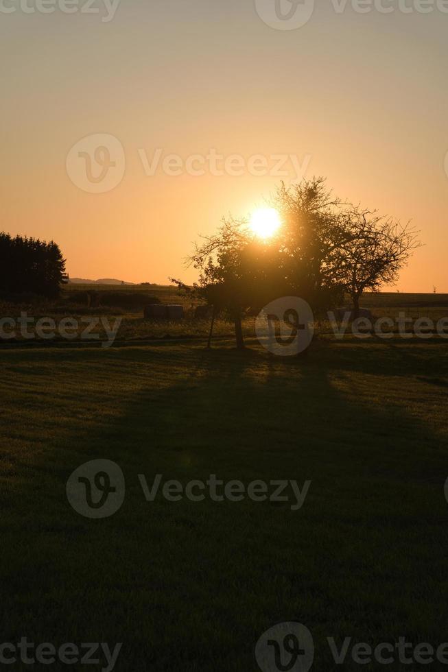 albero su un prato attraverso il quale il sole al tramonto splende assetato foto