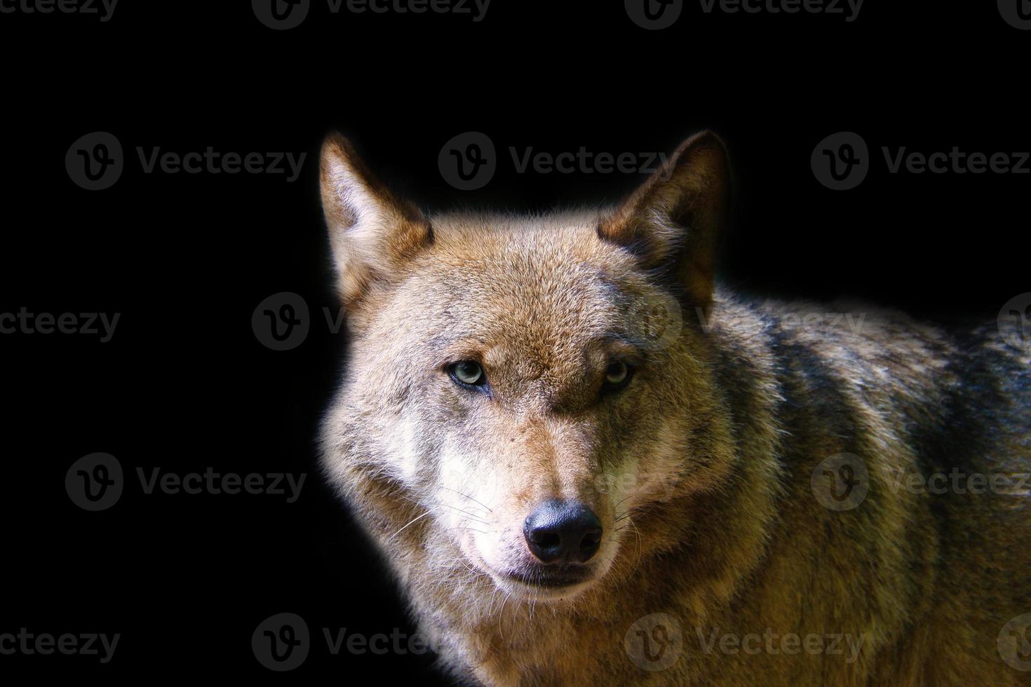 lupo siberiano in ritratto. predatore che guarda lo spettatore. foto animale mammifero