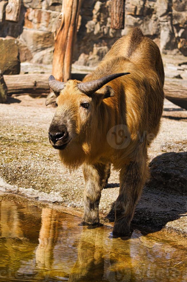 uno yak bos mutus dello zoo. questi animali imponenti sono generalmente molto rilassati. foto