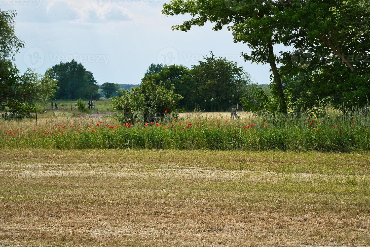 papaveri ai margini di un campo di grano raccolto. fiori rossi, alberi ed erba. foto